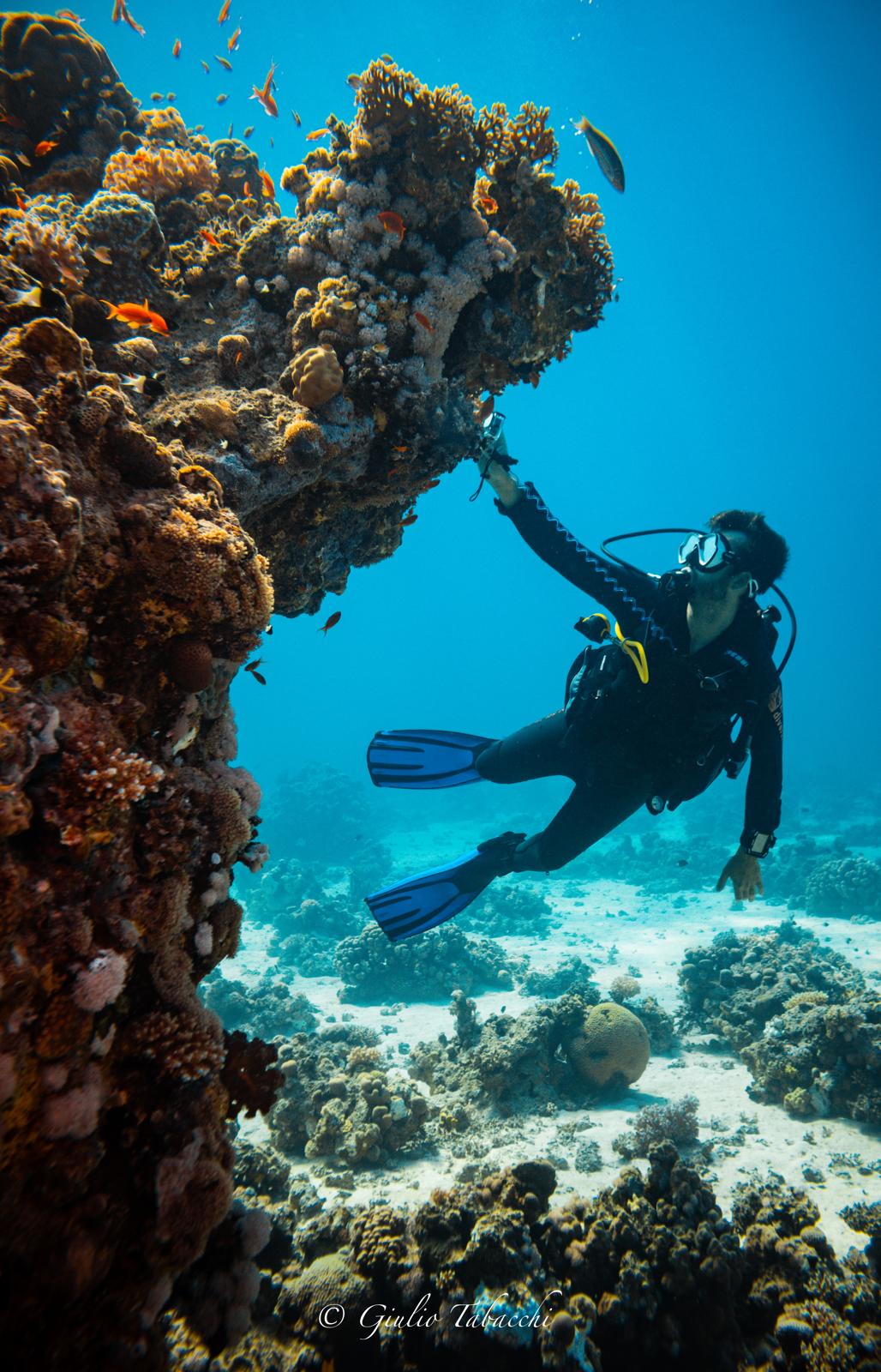 Buceando y tocando algas marinas